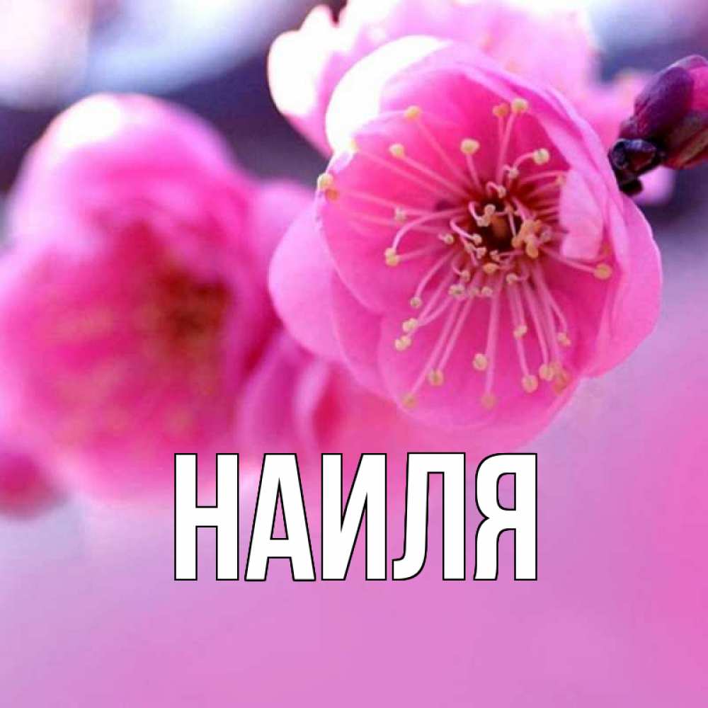 будет выглядеть картинки с именем наиль и наиля помимо карточек дикими
