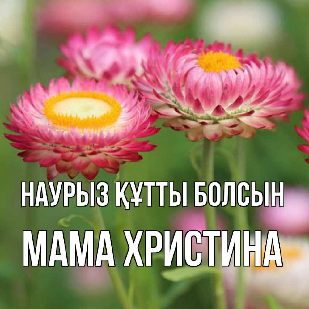Открытка на каждый день с именем, Мама-Христина Наурыз құтты болсын подарок на международный женский день Прикольная открытка с пожеланием онлайн скачать бесплатно 