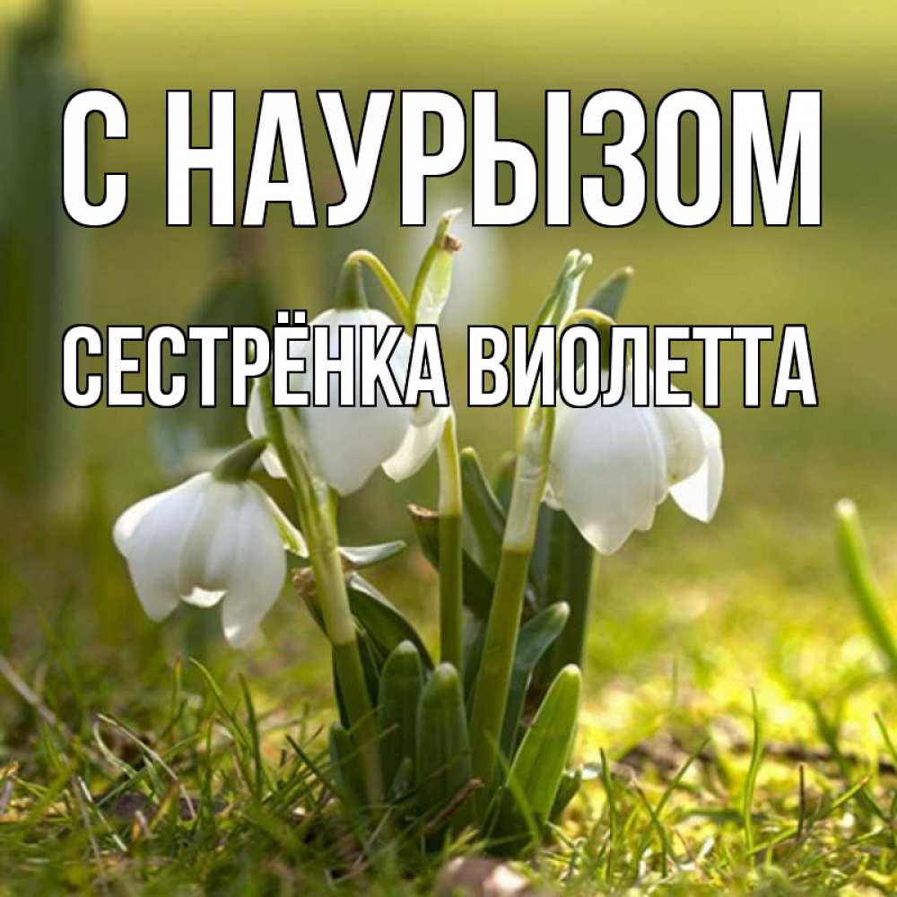 Открытка на каждый день с именем, Сестрёнка-Виолетта С наурызом ранние цветы 2 Прикольная открытка с пожеланием онлайн скачать бесплатно 
