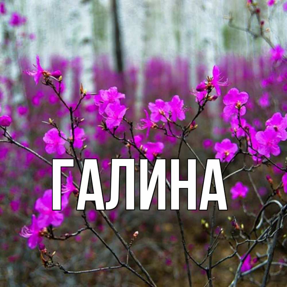 Открытка на каждый день с именем, Галина Главная дикие цветы Прикольная открытка с пожеланием онлайн скачать бесплатно 