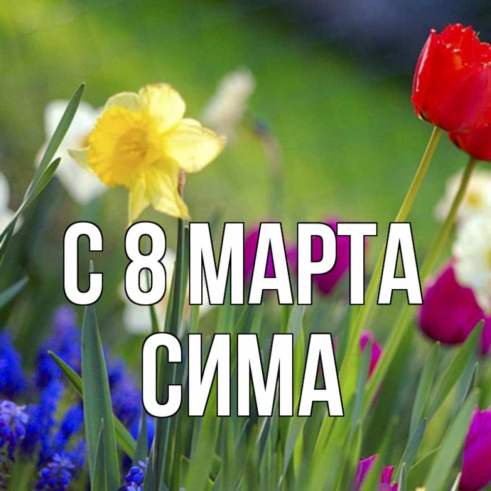 Открытка на каждый день с именем, Сима С 8 марта международный женский день 3 Прикольная открытка с пожеланием онлайн скачать бесплатно 