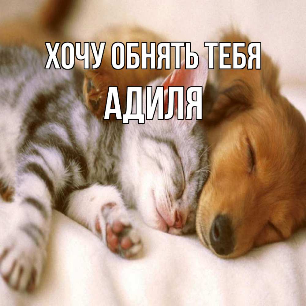 Открытка на каждый день с именем, Адиля Хочу обнять тебя пес и котенок Прикольная открытка с пожеланием онлайн скачать бесплатно 