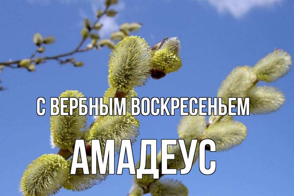 Открытка на каждый день с именем, Амадеус С вербным воскресеньем верба Прикольная открытка с пожеланием онлайн скачать бесплатно 