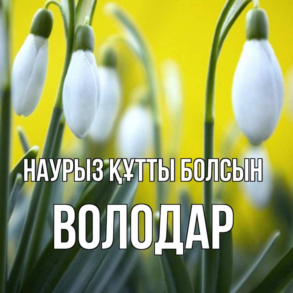 Открытка на каждый день с именем, Володар Наурыз құтты болсын весенние цветы Прикольная открытка с пожеланием онлайн скачать бесплатно 