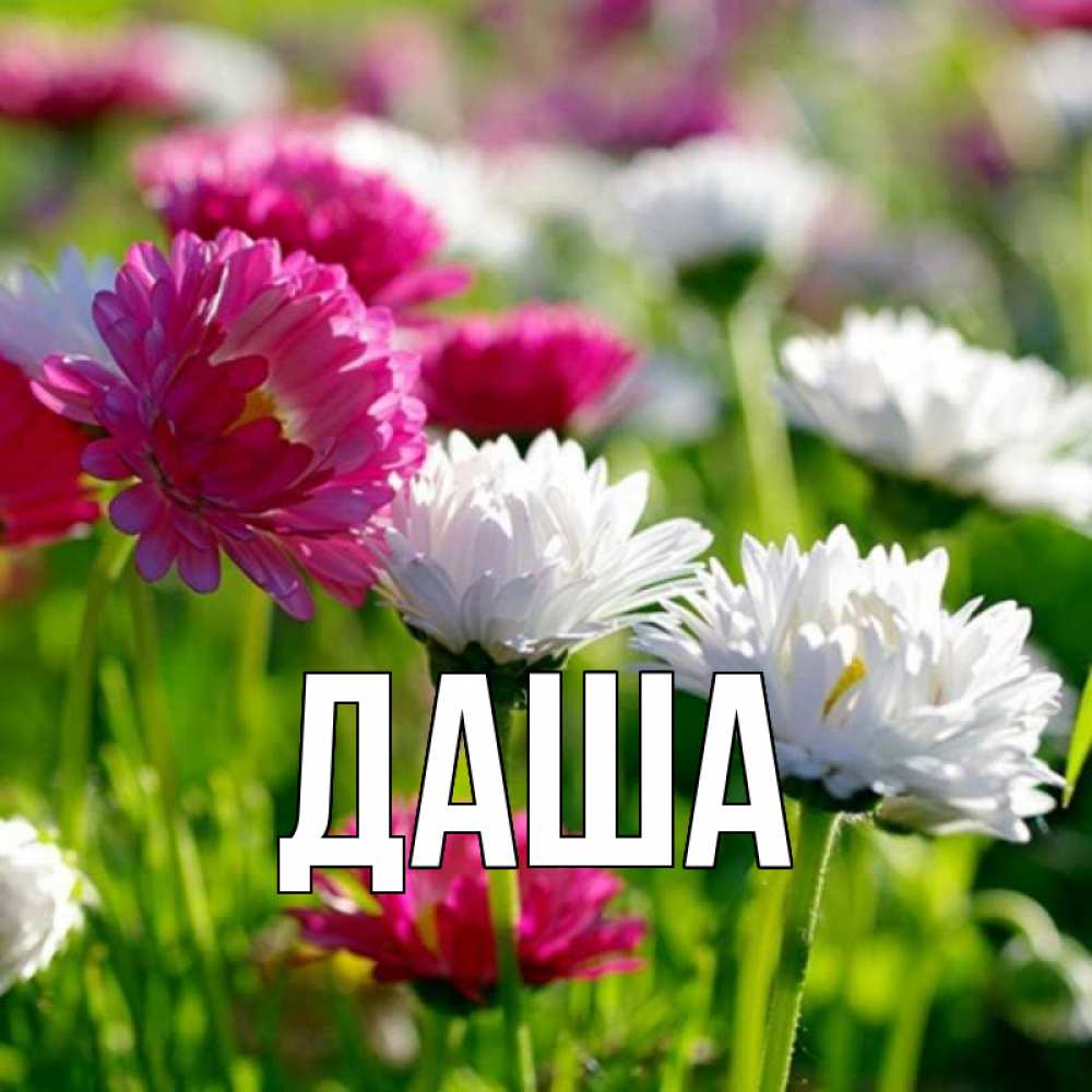 Открытка на каждый день с именем, Даша Главная праздник весны наурыз красота Прикольная открытка с пожеланием онлайн скачать бесплатно 