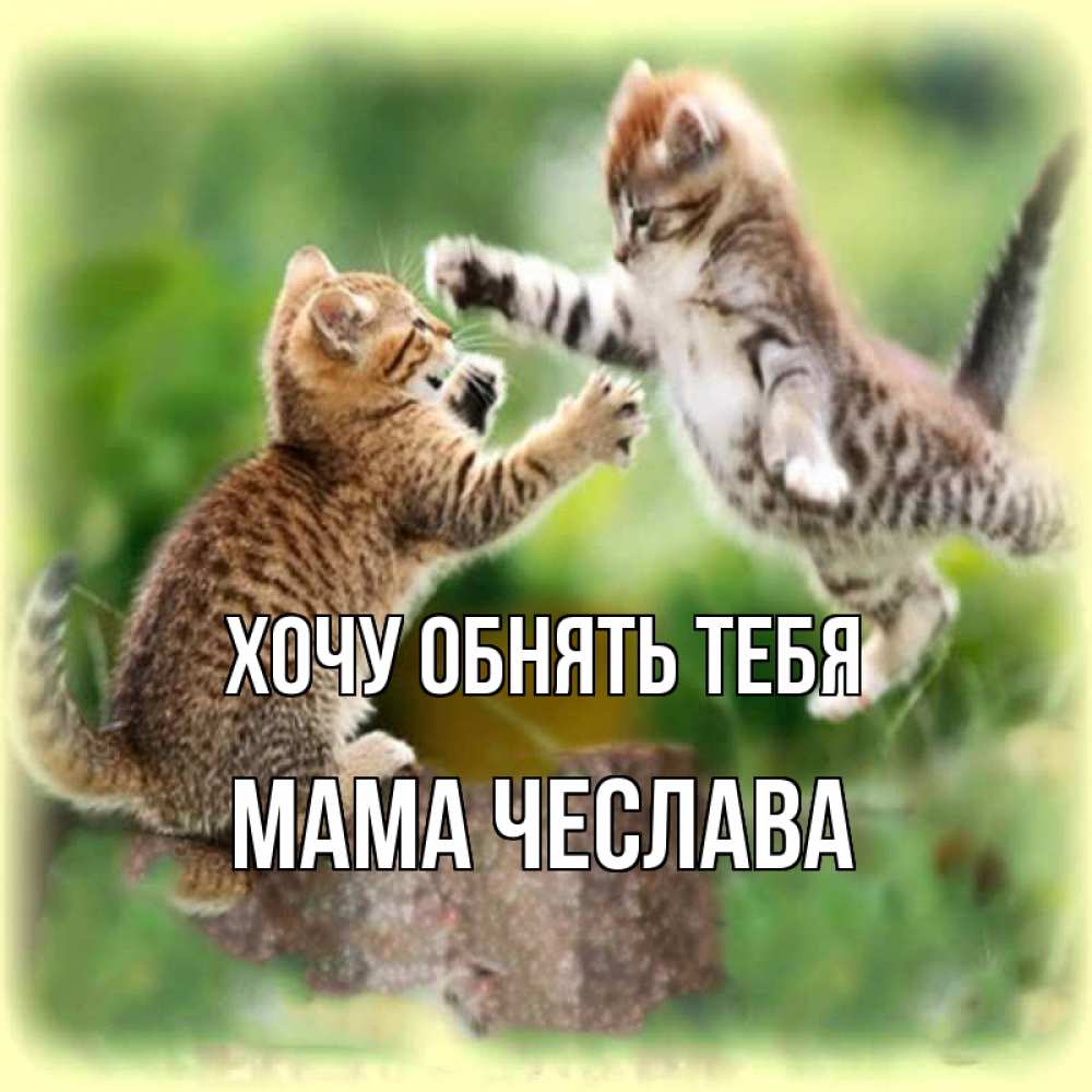 Открытка на каждый день с именем, Мама-Чеслава Хочу обнять тебя игры котят Прикольная открытка с пожеланием онлайн скачать бесплатно 