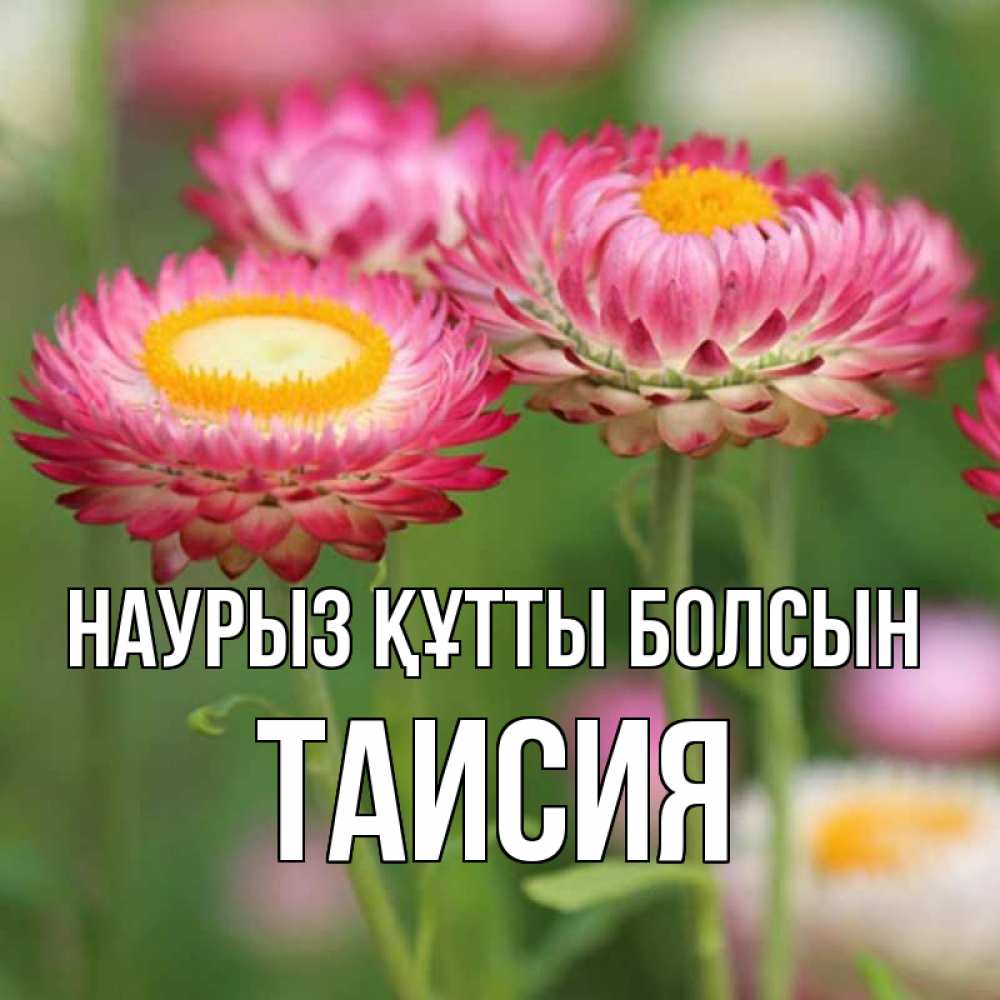 Открытка на каждый день с именем, Таисия Наурыз құтты болсын подарок на международный женский день Прикольная открытка с пожеланием онлайн скачать бесплатно 