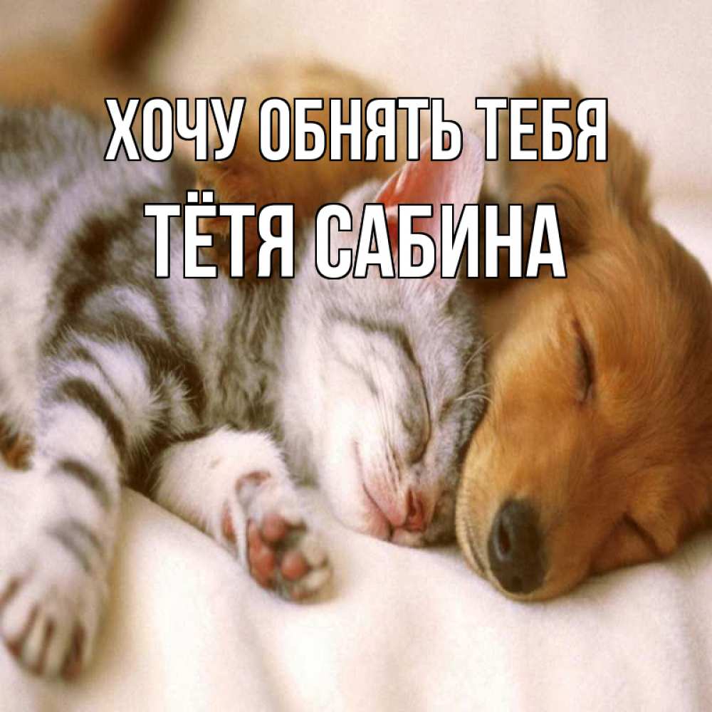 Открытка на каждый день с именем, Тётя-Сабина Хочу обнять тебя пес и котенок Прикольная открытка с пожеланием онлайн скачать бесплатно 