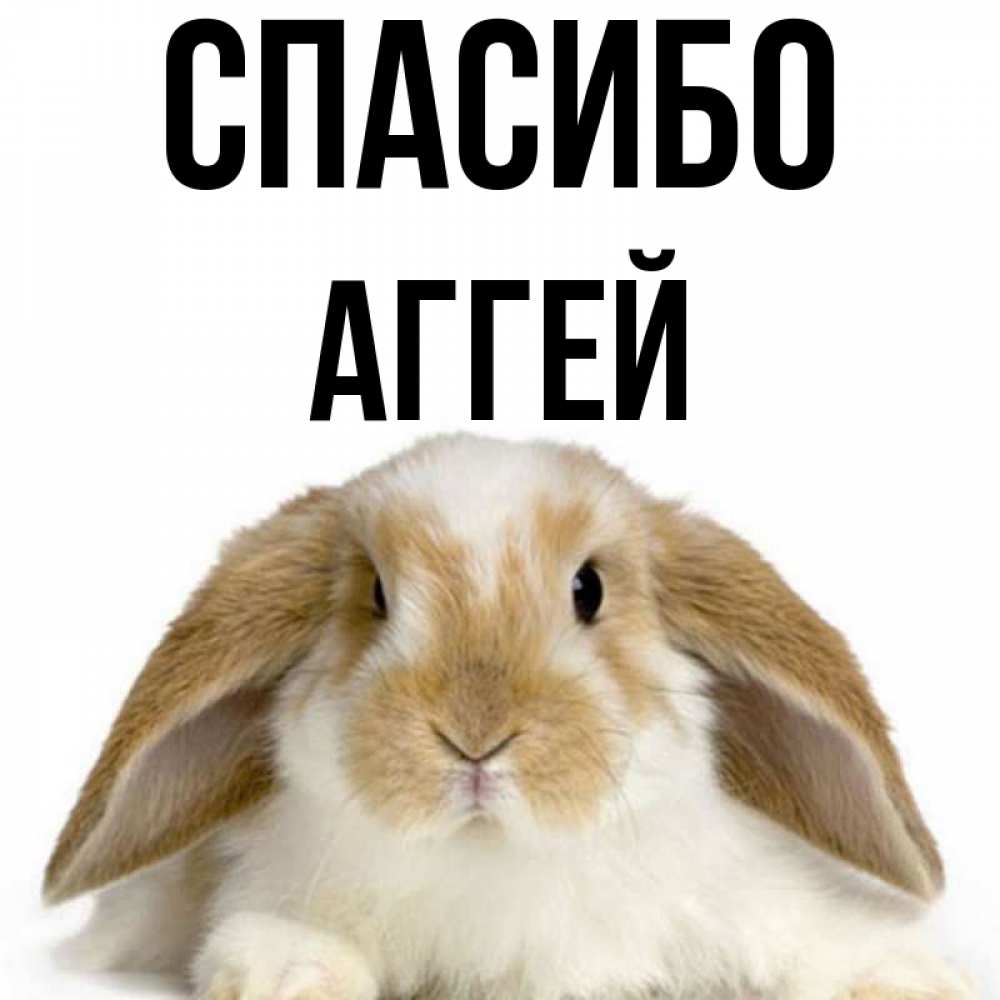 Открытка на каждый день с именем, Аггей Спасибо коричнево белый заяц Прикольная открытка с пожеланием онлайн скачать бесплатно 