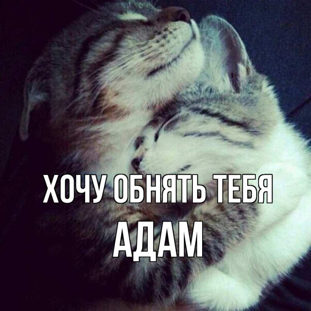 Открытка на каждый день с именем, Адам Хочу обнять тебя полосатики Прикольная открытка с пожеланием онлайн скачать бесплатно 