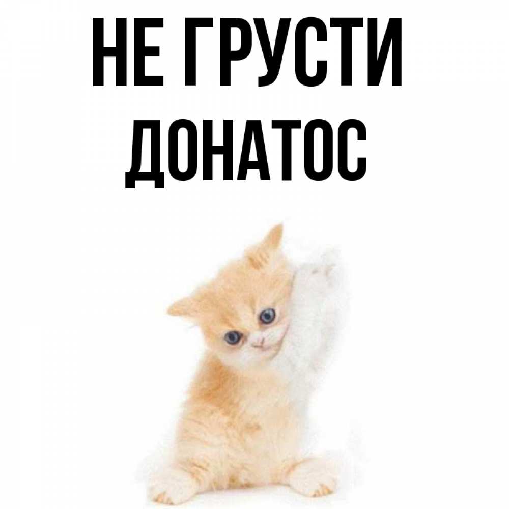 Открытка на каждый день с именем, Донатос Не грусти просящий кот Прикольная открытка с пожеланием онлайн скачать бесплатно 