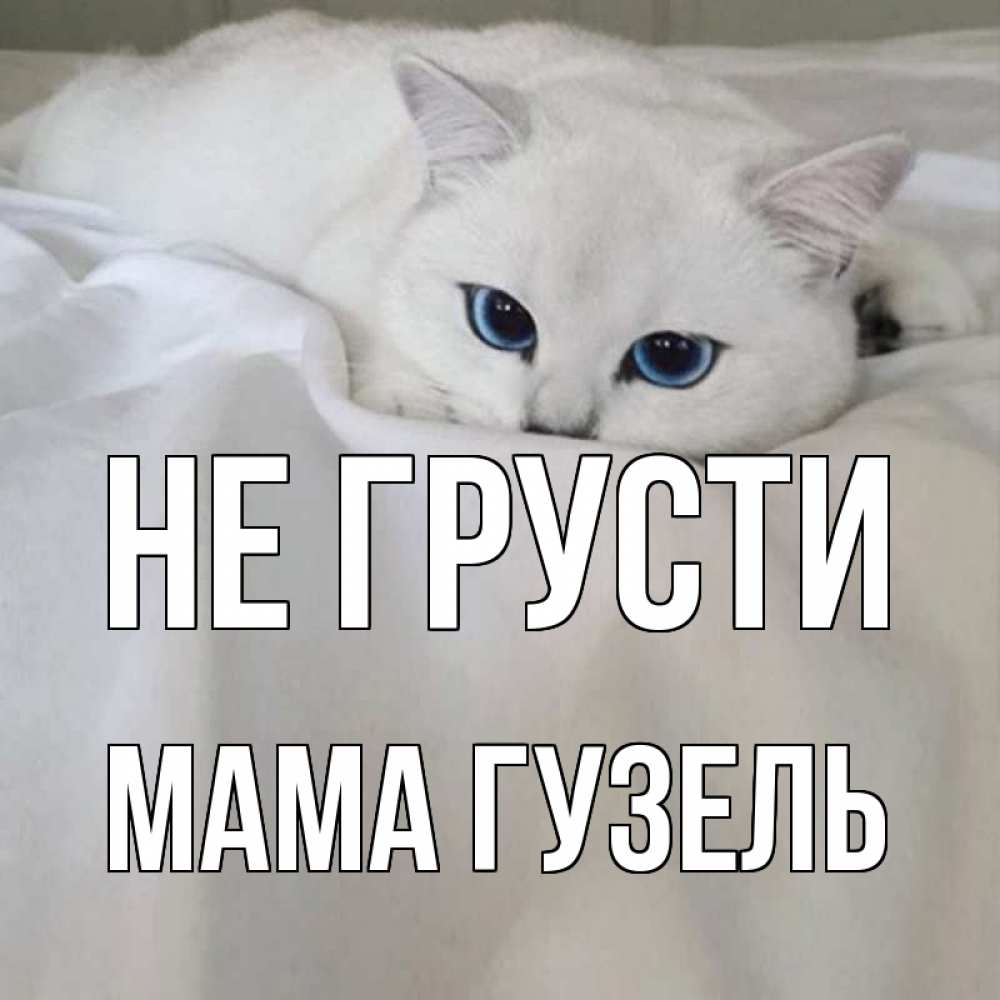 Открытка на каждый день с именем, Мама-Гузель Не грусти белый кот с голубыми глазами на белоснежной кровати Прикольная открытка с пожеланием онлайн скачать бесплатно 