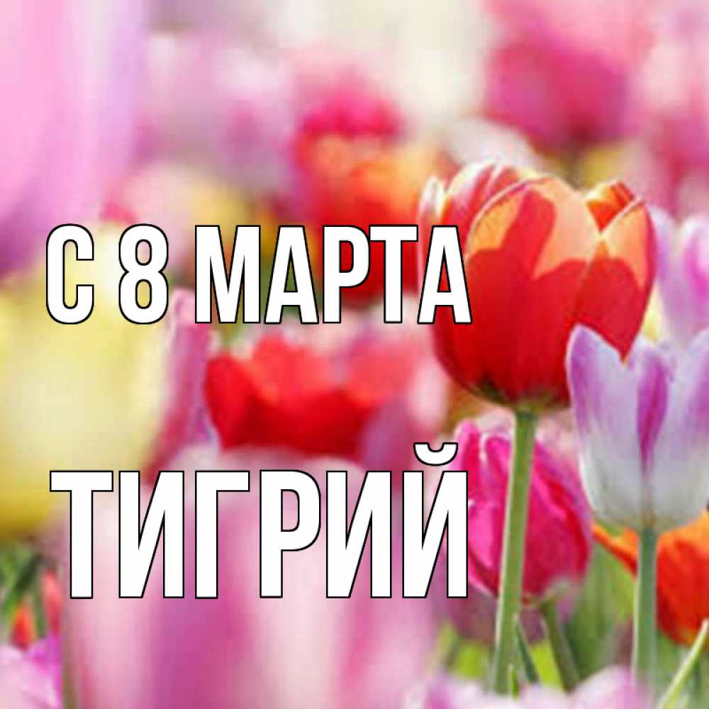 Открытка на каждый день с именем, Тигрий С 8 МАРТА на международный женский день 2 Прикольная открытка с пожеланием онлайн скачать бесплатно 
