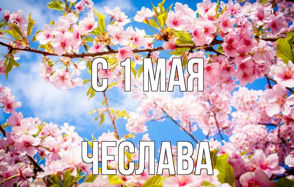 Открытка на каждый день с именем, Чеслава С 1 мая С 1 мая Прикольная открытка с пожеланием онлайн скачать бесплатно 