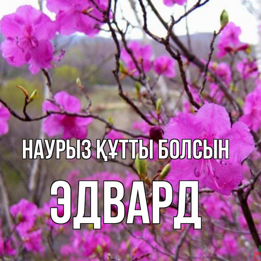 Открытка на каждый день с именем, Эдвард Наурыз құтты болсын наурыз мейрамы кутты болсын Прикольная открытка с пожеланием онлайн скачать бесплатно 