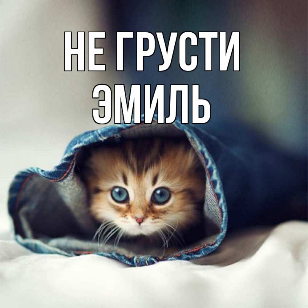 Открытка на каждый день с именем, Эмиль Не грусти кот в одежде Прикольная открытка с пожеланием онлайн скачать бесплатно 