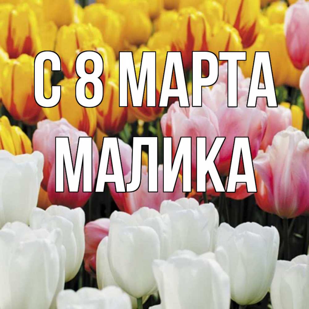Открытка на каждый день с именем, Малика С 8 марта разноцветные цветы Прикольная открытка с пожеланием онлайн скачать бесплатно 
