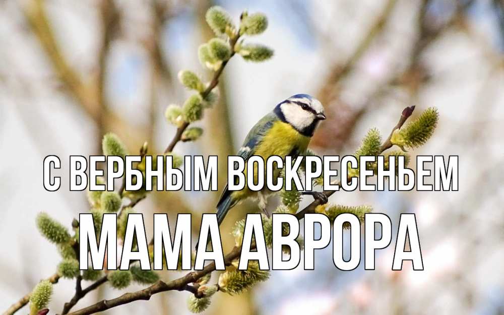Открытка на каждый день с именем, Мама-Аврора С вербным воскресеньем верба Прикольная открытка с пожеланием онлайн скачать бесплатно 