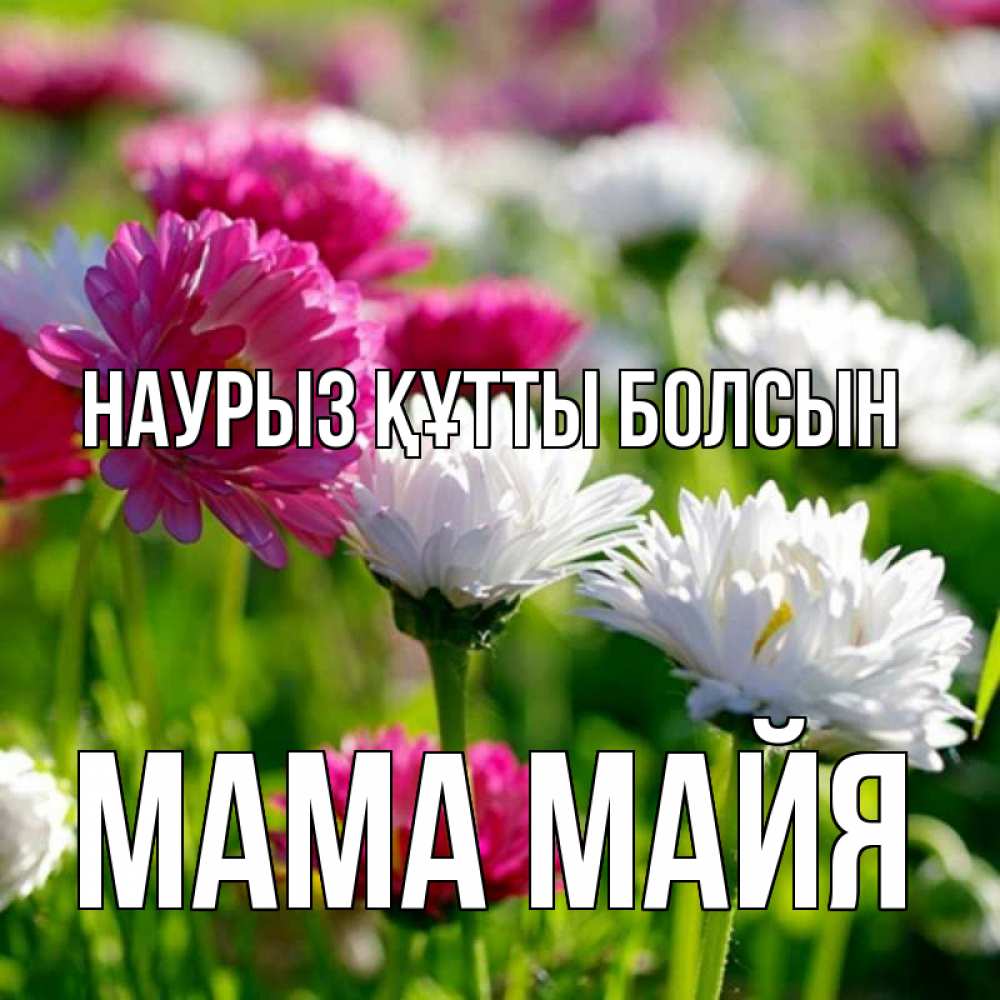 Открытка на каждый день с именем, Мама-Майя Наурыз құтты болсын наурыз Прикольная открытка с пожеланием онлайн скачать бесплатно 