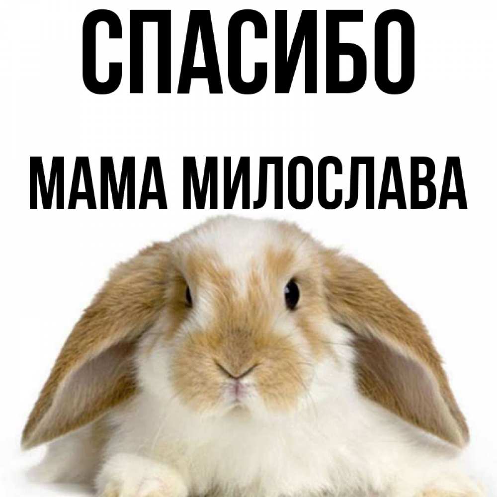 Открытка на каждый день с именем, Мама-Милослава Спасибо коричнево белый заяц Прикольная открытка с пожеланием онлайн скачать бесплатно 