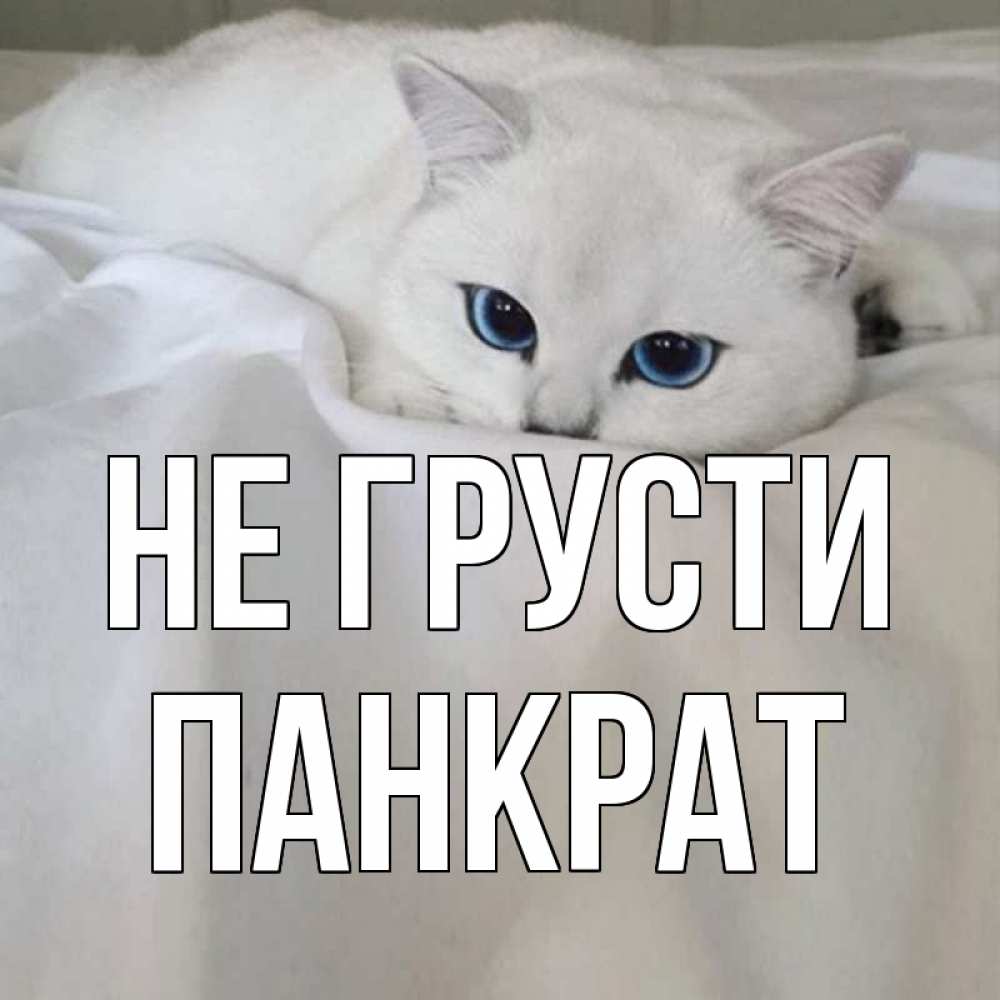 Открытка на каждый день с именем, Панкрат Не грусти белый кот с голубыми глазами на белоснежной кровати Прикольная открытка с пожеланием онлайн скачать бесплатно 