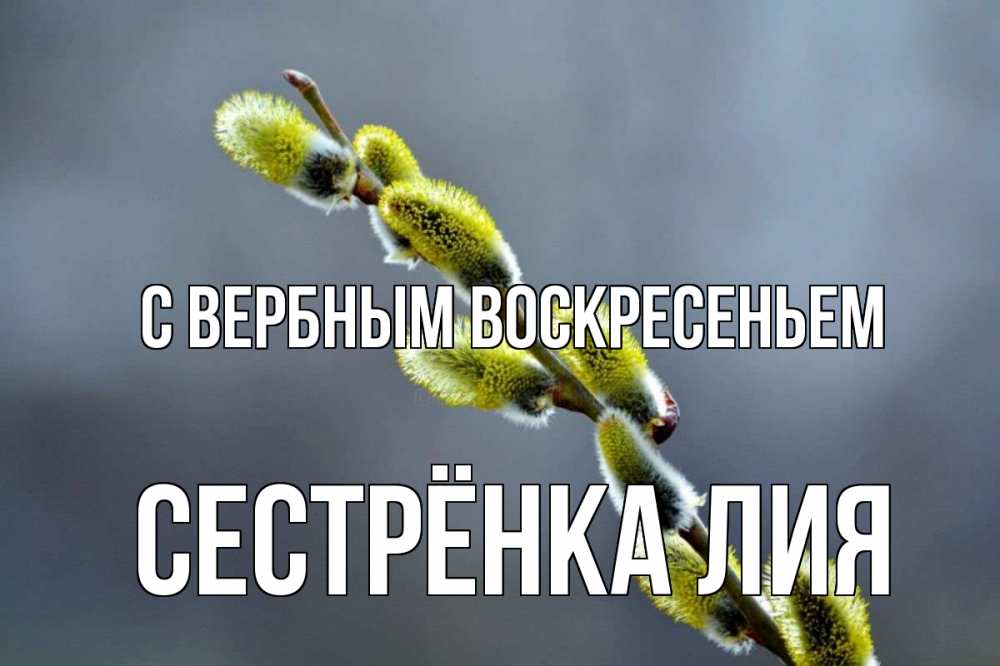 Открытка на каждый день с именем, Сестрёнка-Лия С вербным воскресеньем верба Прикольная открытка с пожеланием онлайн скачать бесплатно 