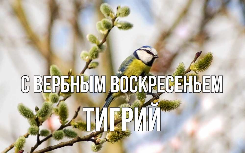 Открытка на каждый день с именем, Тигрий С вербным воскресеньем верба Прикольная открытка с пожеланием онлайн скачать бесплатно 