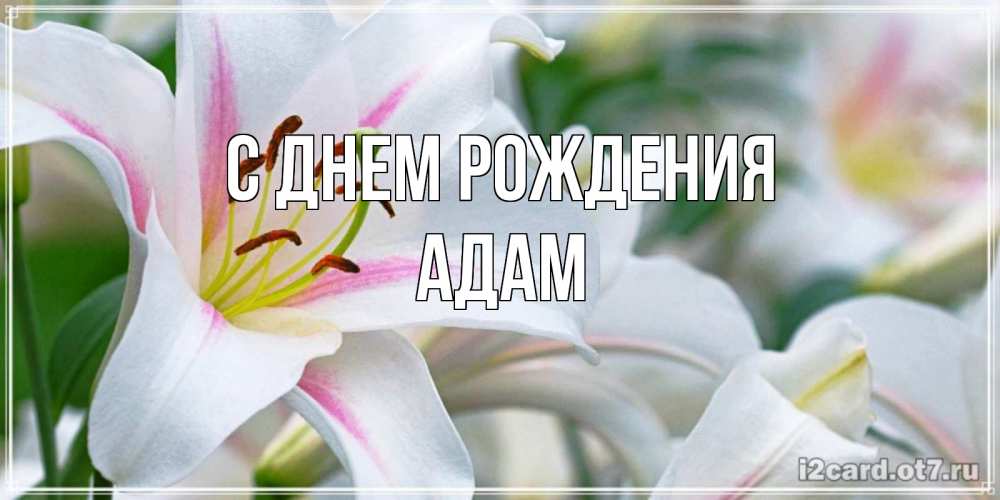 Открытка на каждый день с именем, Адам С днем рождения открытка с белой лилией Прикольная открытка с пожеланием онлайн скачать бесплатно 