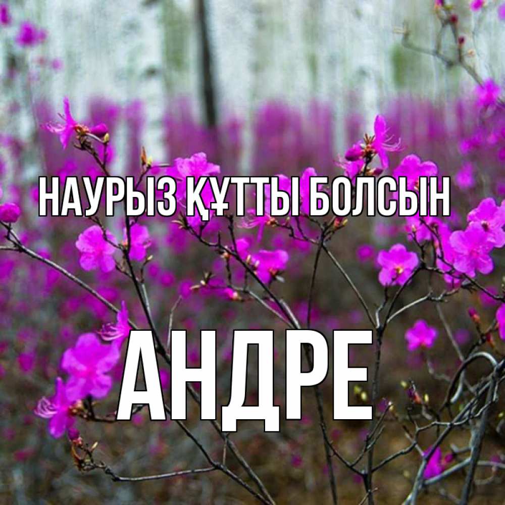 Открытка на каждый день с именем, Андре Наурыз құтты болсын дикие цветы Прикольная открытка с пожеланием онлайн скачать бесплатно 