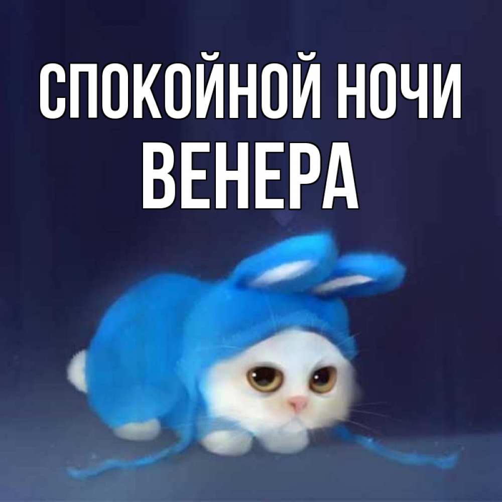 Открытка на каждый день с именем, Венера Спокойной ночи кот в голубом костюме кролика с ушками Прикольная открытка с пожеланием онлайн скачать бесплатно 