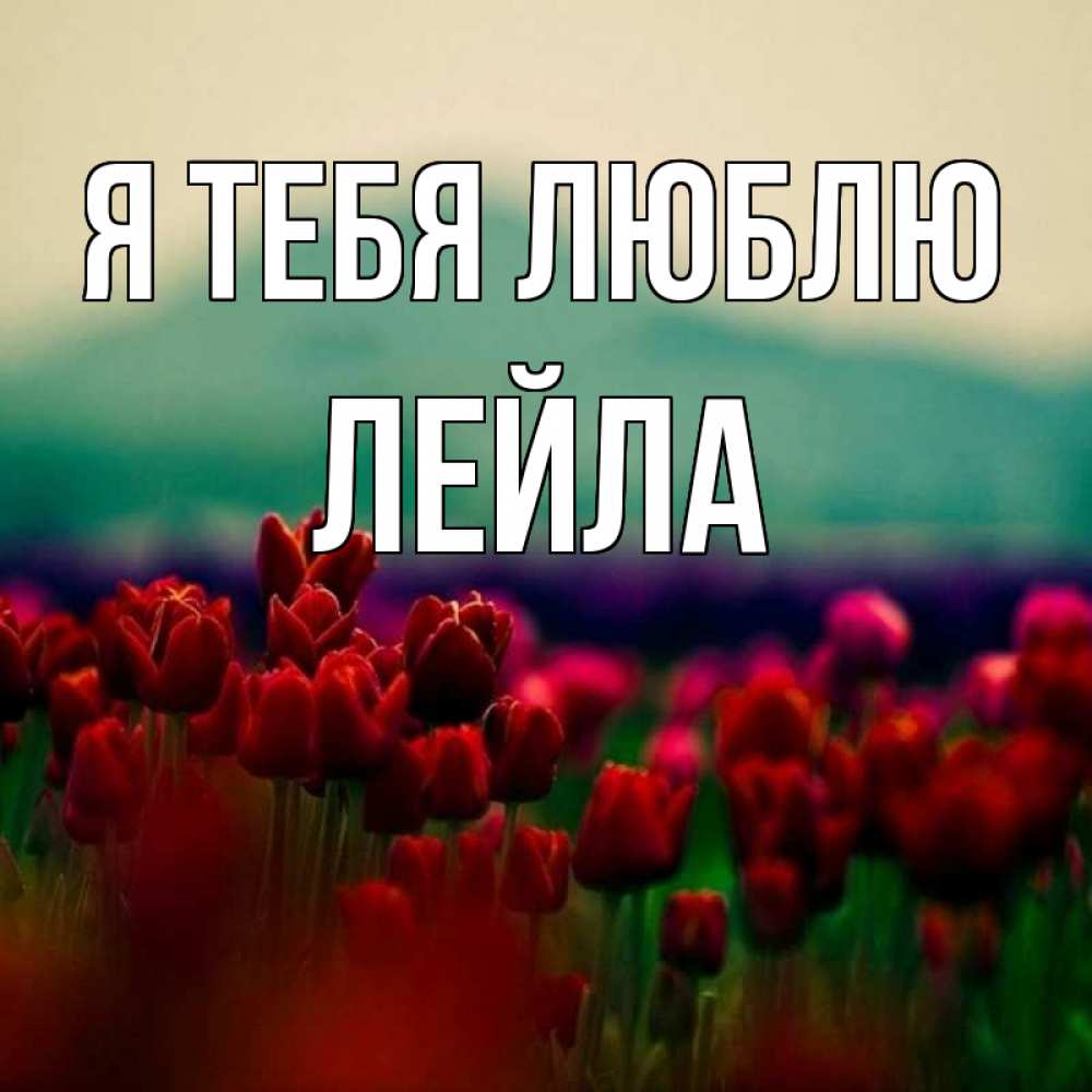 Открытка на каждый день с именем, Лейла Я тебя люблю тюльпаны 4 Прикольная открытка с пожеланием онлайн скачать бесплатно 