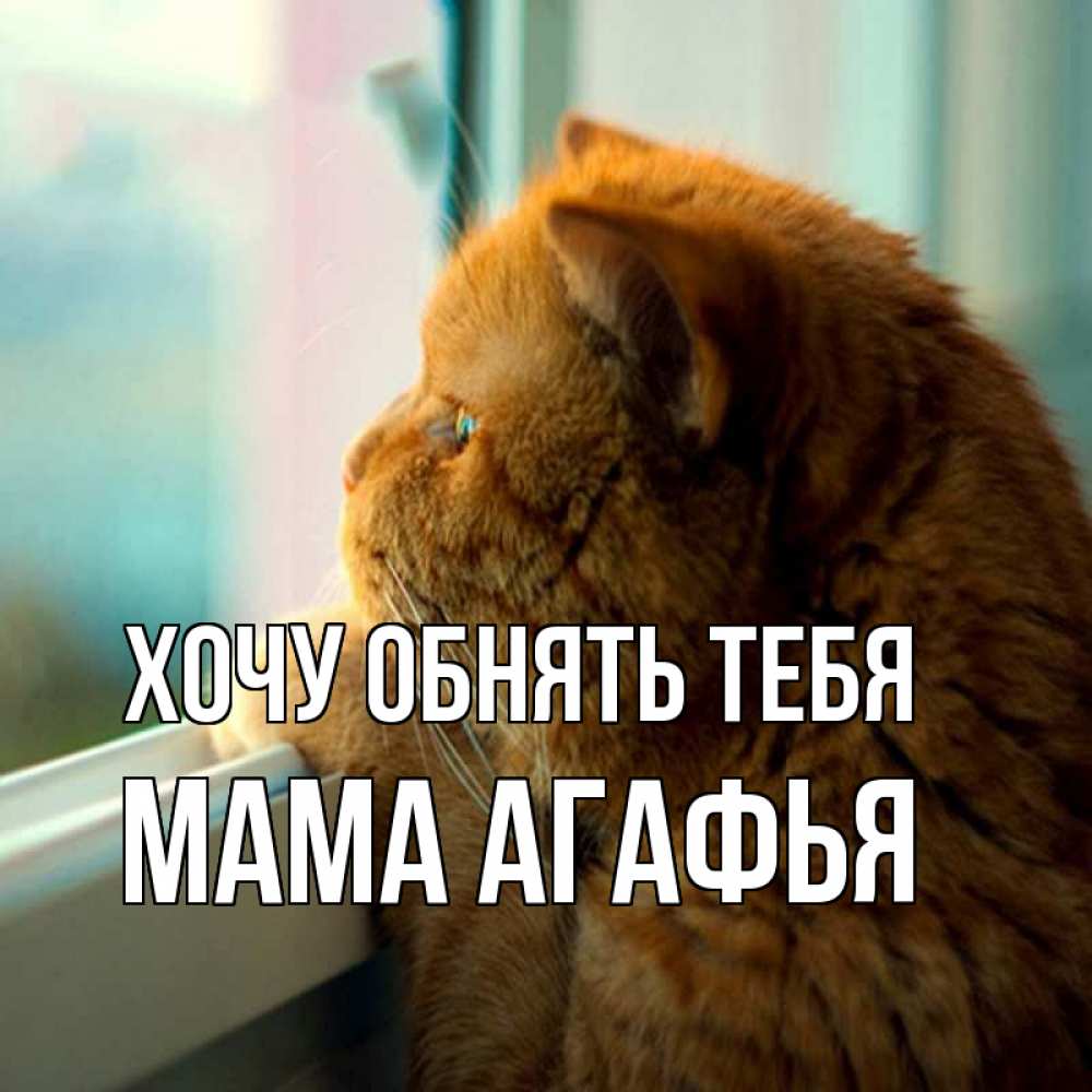 Открытка на каждый день с именем, Мама-Агафья Хочу обнять тебя большой огромный рыжий котяра Прикольная открытка с пожеланием онлайн скачать бесплатно 