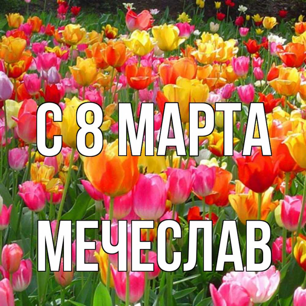 Открытка на каждый день с именем, Мечеслав С 8 МАРТА на международный женский день Прикольная открытка с пожеланием онлайн скачать бесплатно 