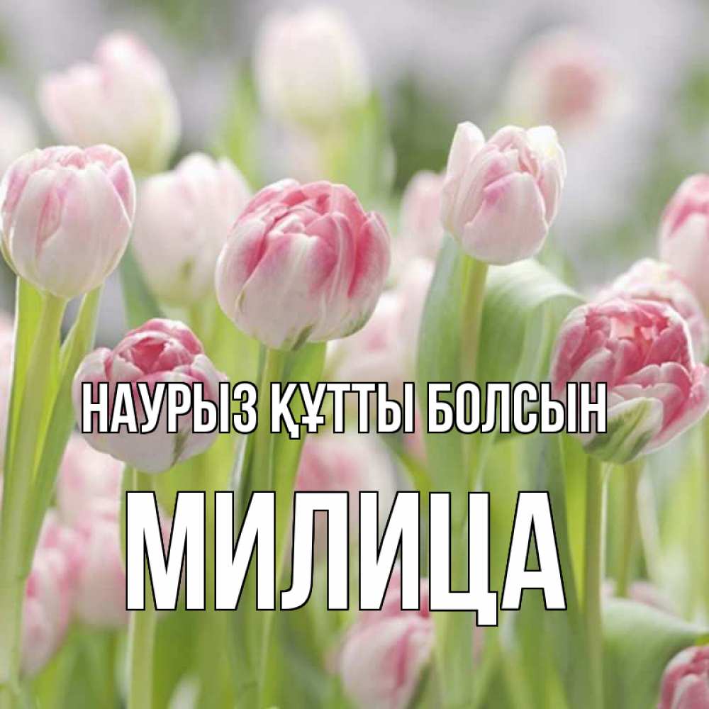 Открытка на каждый день с именем, Милица Наурыз құтты болсын цветы Прикольная открытка с пожеланием онлайн скачать бесплатно 