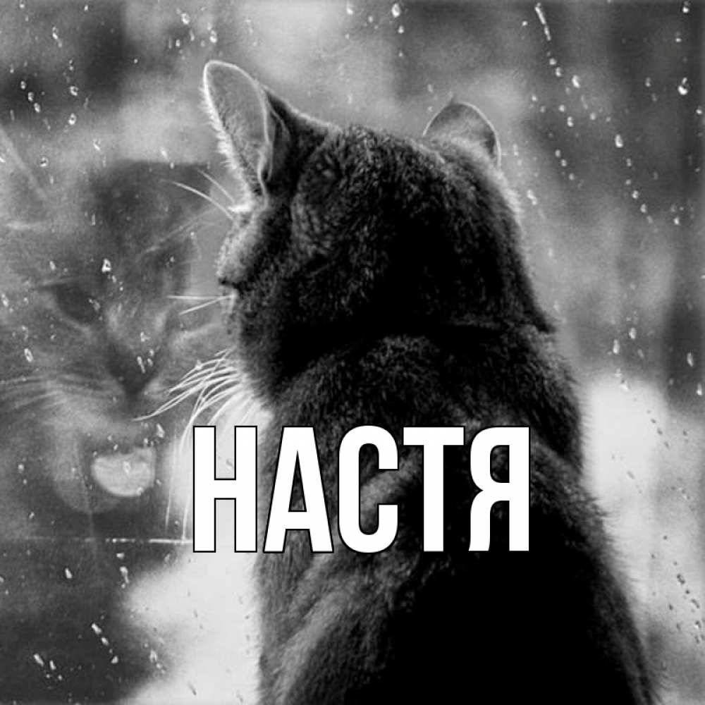 Открытка на каждый день с именем, Настя Главная отражение кота 1 Прикольная открытка с пожеланием онлайн скачать бесплатно 
