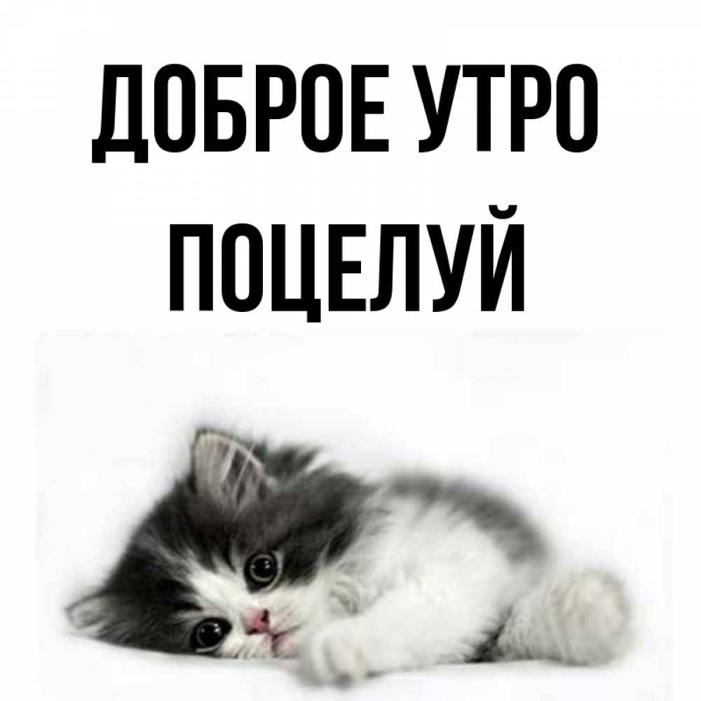 Открытка на каждый день с именем, Поцелуй Доброе утро кот лапки Прикольная открытка с пожеланием онлайн скачать бесплатно 