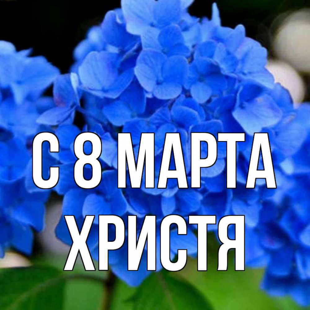 Открытка на каждый день с именем, Христя С 8 МАРТА синие цветы Прикольная открытка с пожеланием онлайн скачать бесплатно 