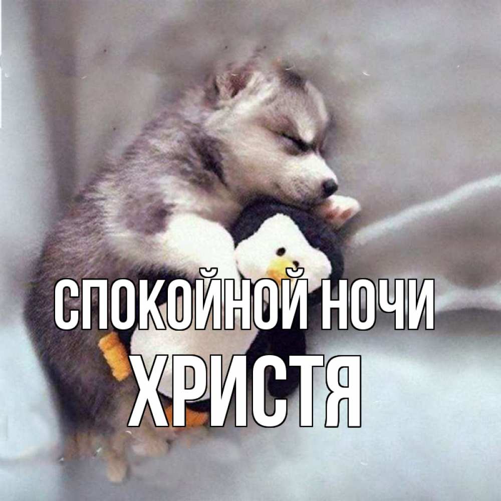 Открытка на каждый день с именем, Христя Спокойной ночи обнимашки щенка и пингвина Прикольная открытка с пожеланием онлайн скачать бесплатно 