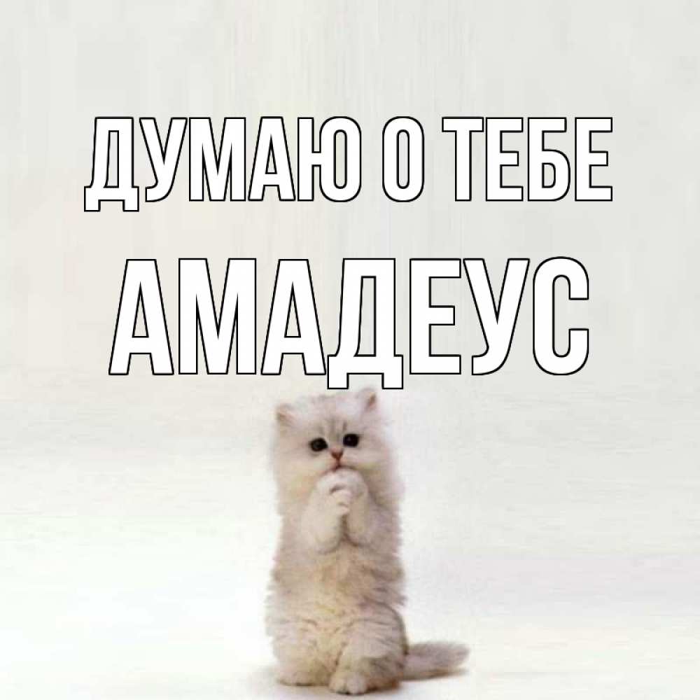 Открытка на каждый день с именем, Амадеус Думаю о тебе кот стоит на задних лапах Прикольная открытка с пожеланием онлайн скачать бесплатно 