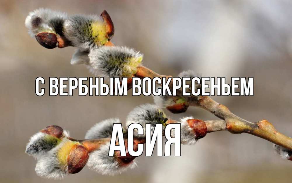 Открытка на каждый день с именем, Асия С вербным воскресеньем Верба Прикольная открытка с пожеланием онлайн скачать бесплатно 