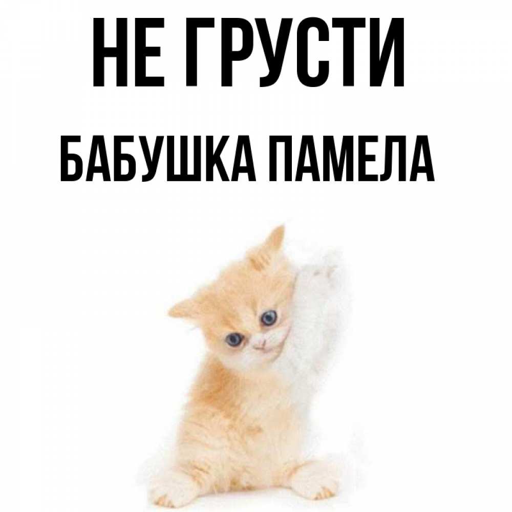 Открытка на каждый день с именем, Бабушка-Памела Не грусти просящий кот Прикольная открытка с пожеланием онлайн скачать бесплатно 