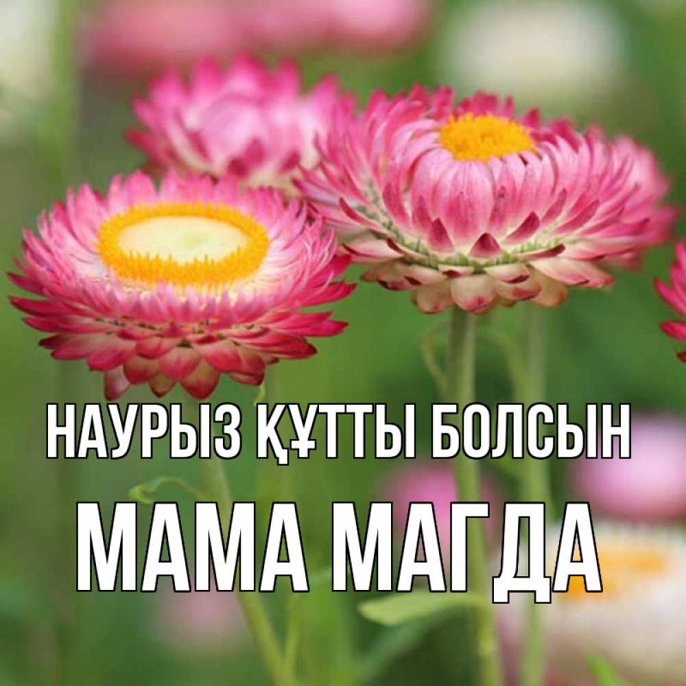 Открытка на каждый день с именем, Мама-Магда Наурыз құтты болсын подарок на международный женский день Прикольная открытка с пожеланием онлайн скачать бесплатно 
