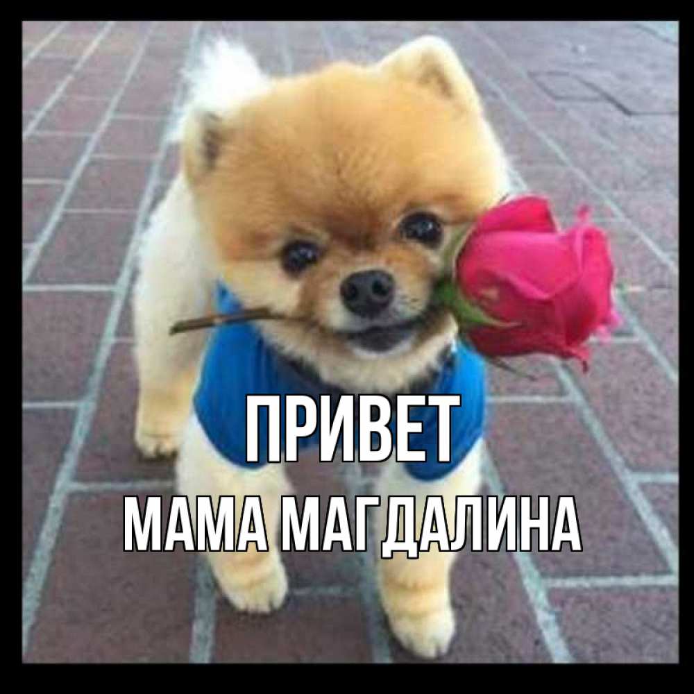 Открытка на каждый день с именем, Мама-Магдалина Привет роза в зубах у собаки Прикольная открытка с пожеланием онлайн скачать бесплатно 