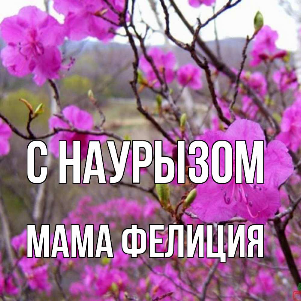 Открытка на каждый день с именем, Мама-Фелиция С наурызом праздник весны наурыз Прикольная открытка с пожеланием онлайн скачать бесплатно 