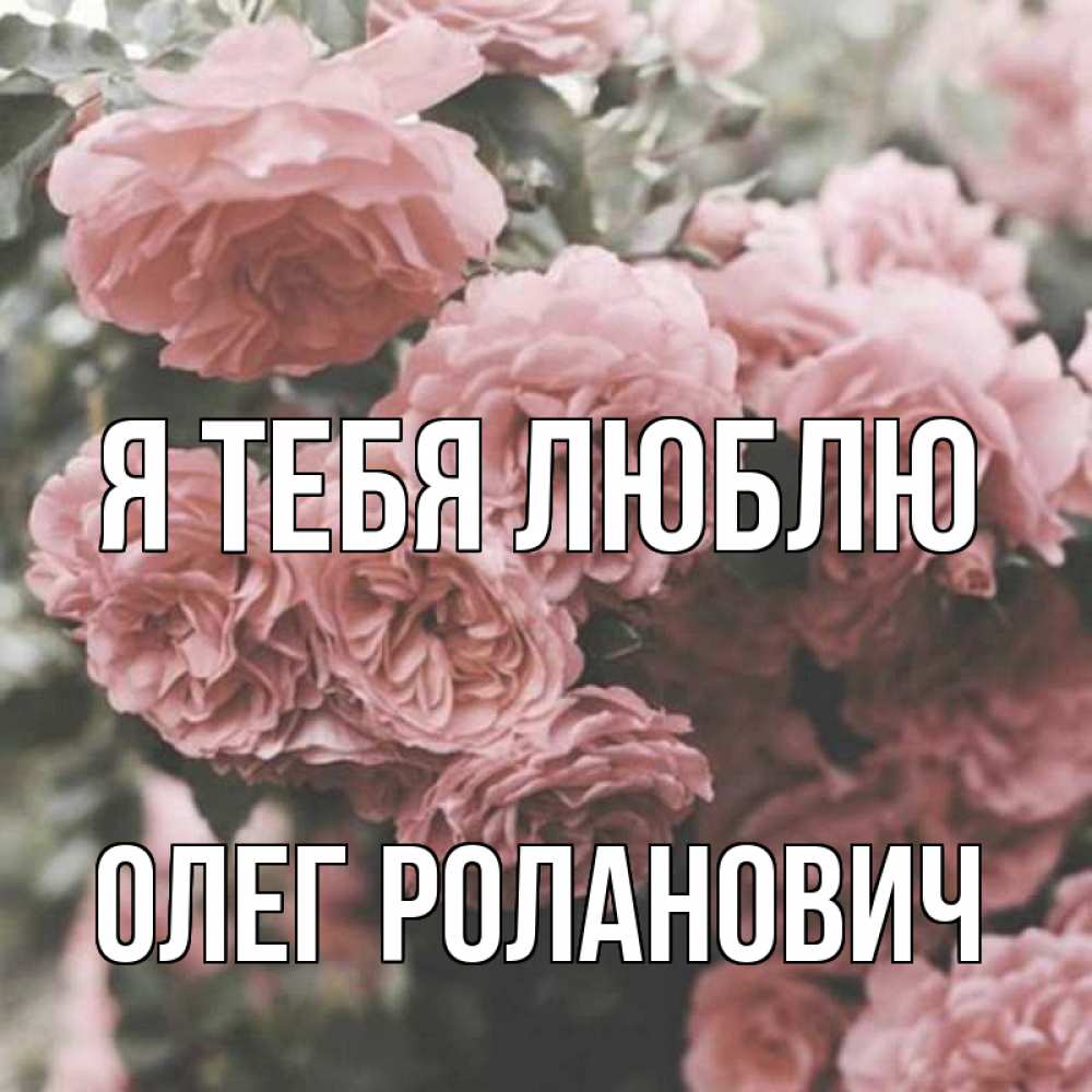 Открытка на каждый день с именем, Олег-Роланович Я тебя люблю розы 3 Прикольная открытка с пожеланием онлайн скачать бесплатно 