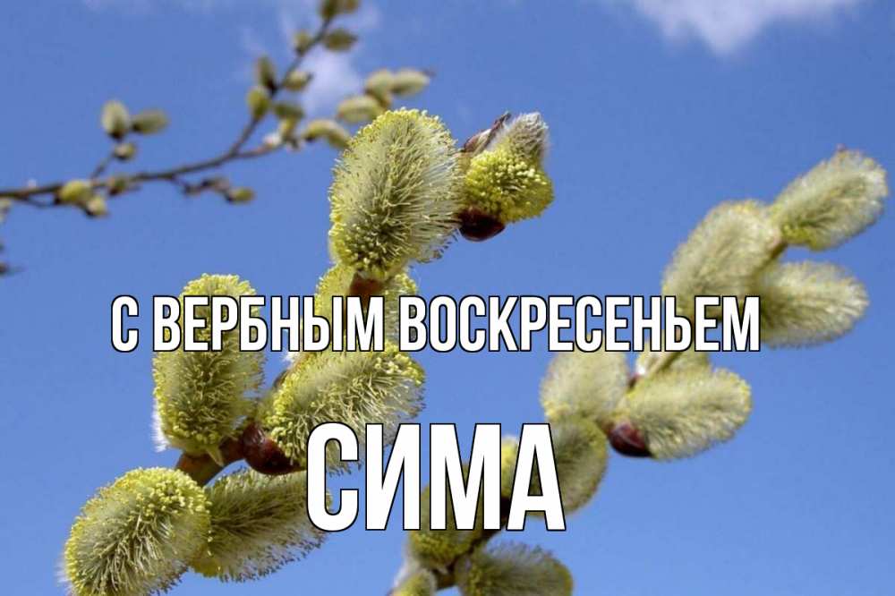 Открытка на каждый день с именем, Сима С вербным воскресеньем верба Прикольная открытка с пожеланием онлайн скачать бесплатно 