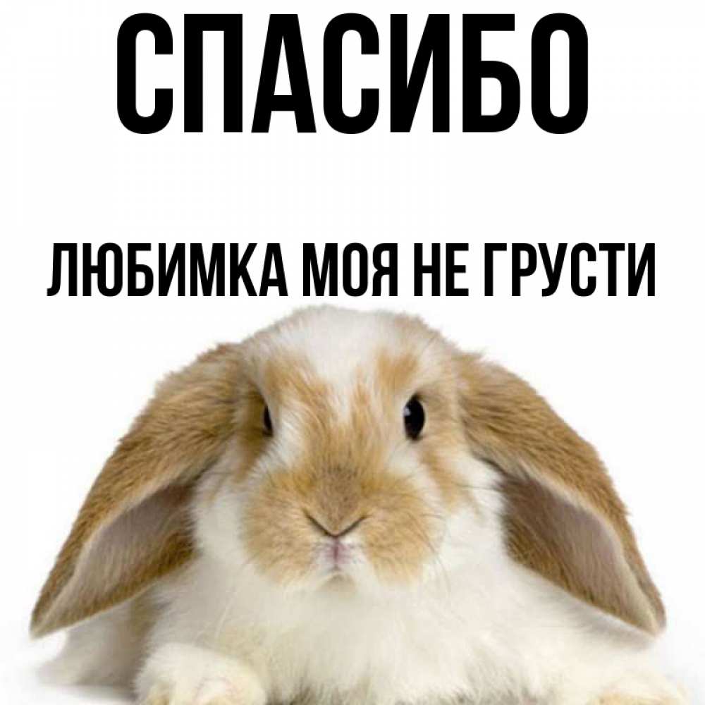 Картинки не грусти зайчик
