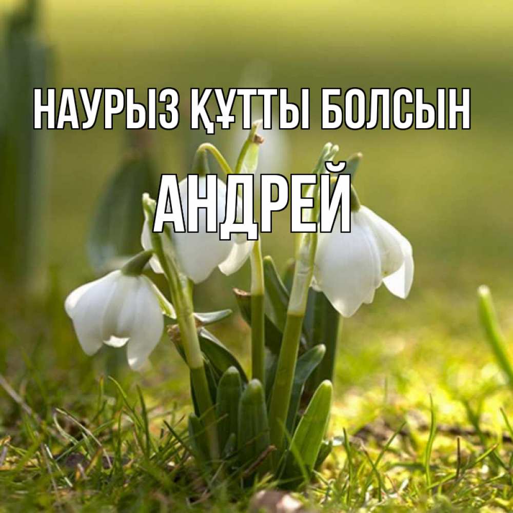 Открытка на каждый день с именем, Андрей Наурыз құтты болсын ранние цветы 2 Прикольная открытка с пожеланием онлайн скачать бесплатно 