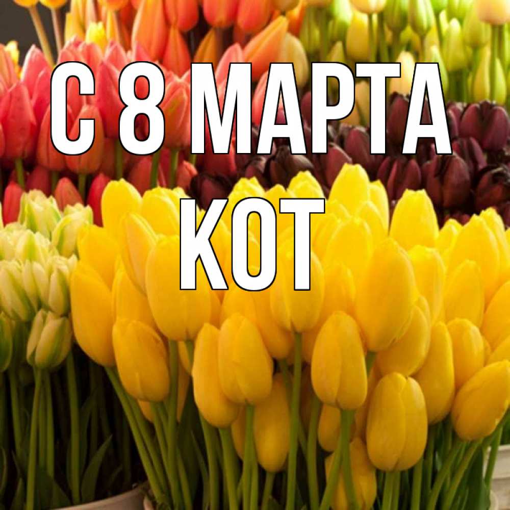 Открытка на каждый день с именем, Кот С 8 МАРТА цветы Прикольная открытка с пожеланием онлайн скачать бесплатно 