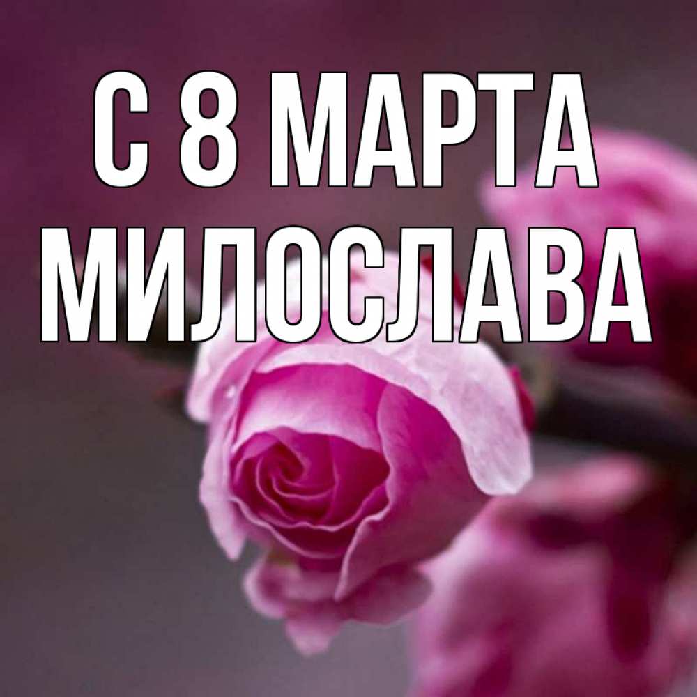Открытка на каждый день с именем, Милослава С 8 МАРТА весна Прикольная открытка с пожеланием онлайн скачать бесплатно 